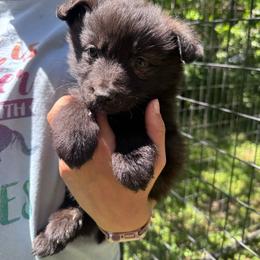 Boy 2 - Gold brindle male Dutch Shepherd puppy in Hastings, Minnesota from Century Hills Farm
