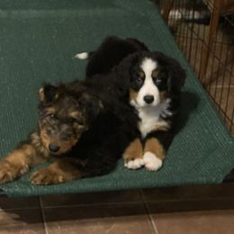 Airedale Terrier Puppies from Beitzel Airedales