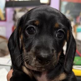 Dachshund Puppies from Witchy Woman’s Wiener’s