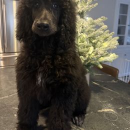 Poodle Puppies from Beyond the Standard