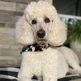 Poodles from Genesis Poodles