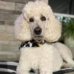 Poodles from Genesis Poodles