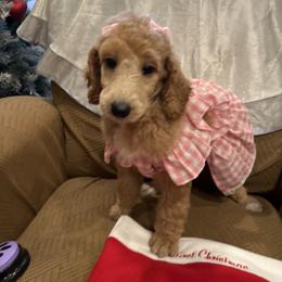 Precious - Red  female Poodle puppy in Mobile, Alabama from Semmy’s Standard Poodle LLC