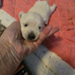 Orange collar - White female West Highland White Terrier puppy in Gobles, Michigan from My Little Puppy Paws