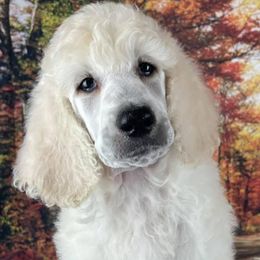 Aussiedoodles, Bernedoodles, Goldendoodles, and Poodles from Flat Rock Doodles LLC