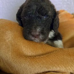 Lucky - male Newfypoo puppy in Mckenzie, Tennessee from Small Town Doodles & Poodles