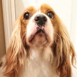 Lilly - Cavalier King Charles Spaniel