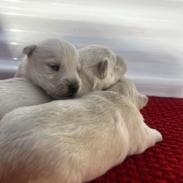 Chase - Wheaten male Scottish Terrier puppy in Chattanooga, Tennessee from Oodles of Cuties!