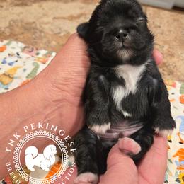 Milo - Black male Pekingese puppy in Berwick, Pennsylvania from TnK Pekingese