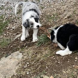 Border Collie Puppies from Roaring River Border Collies