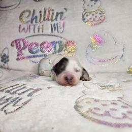 Blue pie boy - Piebald male Dachshund puppy in Herald, California from Bluegum Dachshunds