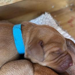 Luna - Golden rust female Vizsla puppy in Plymouth, Minnesota from Carlson Vizslas