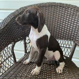 German Shorthaired Pointers from Double Bridges GSPs
