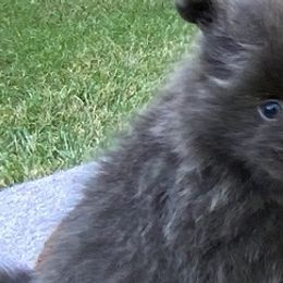 Pomeranians from Sweet Poms