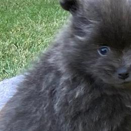 Pomeranians from Sweet Poms