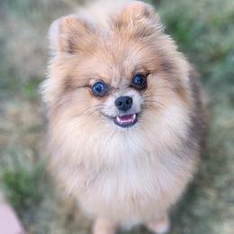 Pomeranian Puppies from POMS OF CBBK