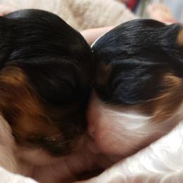 Cavalier King Charles Spaniel Puppies from Heritage Garden Cavaliers