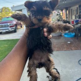 Female 1 - Blue and gold female Yorkshire Terrier puppy in Pomona, California from Carbajal Yorkshire Terriers
