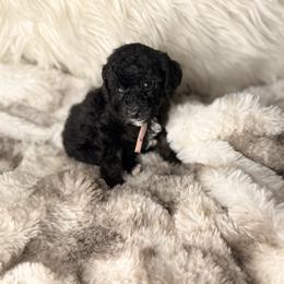 Biscotti - Phantom female Poodle puppy in Allentown, Pennsylvania from Poodles Are Mixy