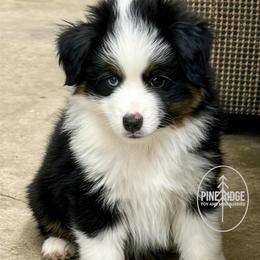 Boy 1 Cannon - Black tri male Miniature Australian Shepherd puppy in Bristow, Iowa from Pine Ridge Toy and Mini Aussies