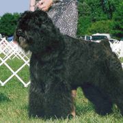 Bouvier des Flandres All Grown Up from Blue Sky Bouviers