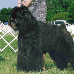 Bouvier des Flandres All Grown Up from Blue Sky Bouviers