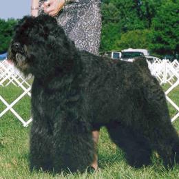 Bouvier des Flandres All Grown Up from Blue Sky Bouviers