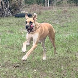 Dora - Great Dane