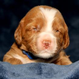 Romanoff - Apricot male Australian Labradoodle puppy in Stanwood, Washington from Victoria Creek Australian Labradoodles