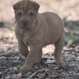 Darcy - Red sable female Chinese Shar-Pei puppy in Lehigh Acres, Florida from Florida Wrinkles