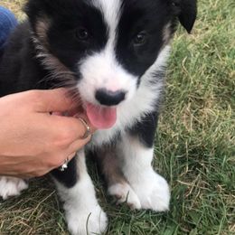 Australian Shepherd Puppies from Shadow's Aussie Crossing