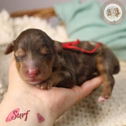 Surf - Chocolate merle male Bernedoodle puppy in Fort Myers, Florida from Little Golden Farm