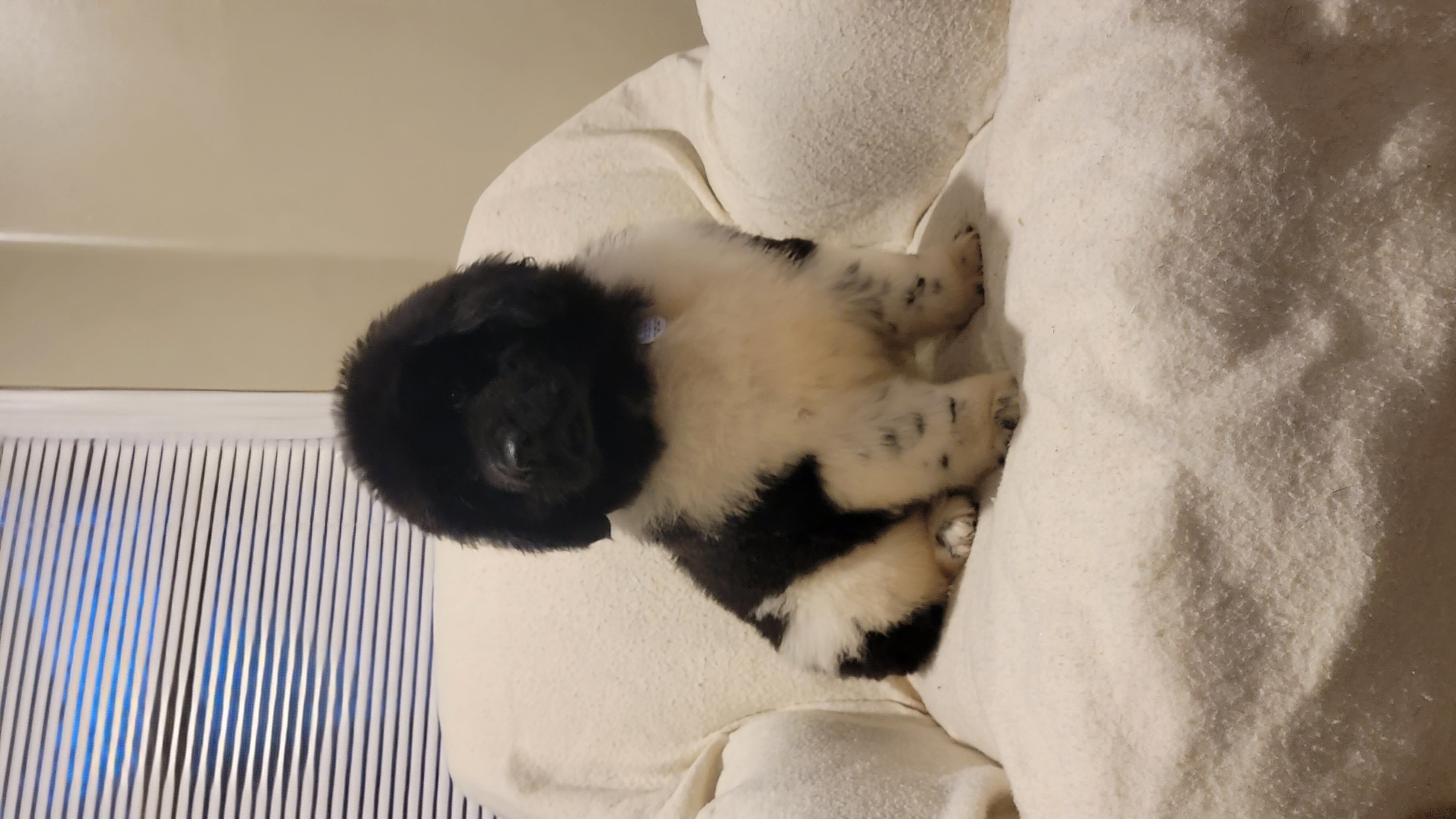 Newfoundland Puppies from Tonka Bay Newfoundlands
