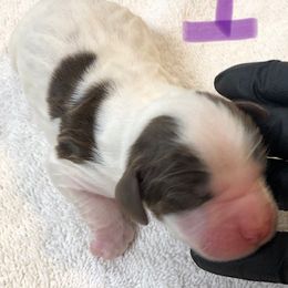 English Springer Spaniel Puppies from Daisyland Springer Spaniels