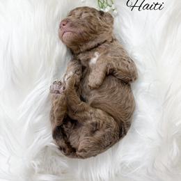 Haiti - Merle male Goldendoodle puppy in from Pink Poodles and Doodles