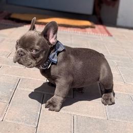 Akc 4500 Bambi Infinity French Bulldogs - Blue male French Bulldog puppy in Port St Lucie, Florida from Infinity French Bulldogs