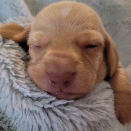 Dachshund puppies from Star-Key's Dachshunds