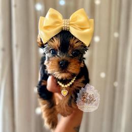 Lainey 4,813 - Black and tan female Yorkshire Terrier puppy in Pittsburg, California from Crystal Garden Yorkies