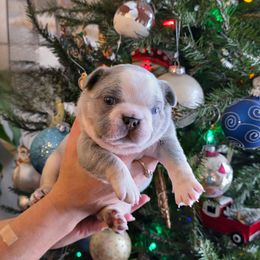 Olaf - Blue fawn male French Bulldog puppy in Columbia Falls, Montana from Glacier French Bulldogs of Montana