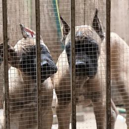 Miel - Fawn female Cane Corso puppy in Houston, Texas from Mortaio Cane Corso