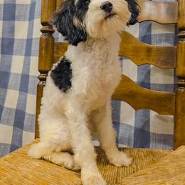 Bernedoodle, Cavapoo, and Goldendoodle Puppies from Yankee Doodle Doggies