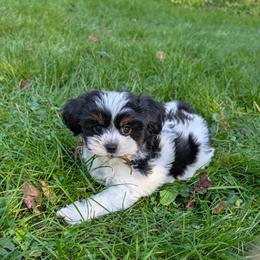 Lisa - Black and white female Shihpoo puppy in Coshocton, Ohio from Forever Family Puppies