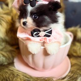 Tia - Tri-colored female Pomeranian puppy in Milwaukee, Wisconsin from Dolcebellezza’s Poms