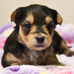 Morkie puppies from Heart of Texas Morkies