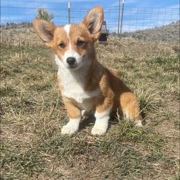 Daisy (sour cream) - Red female Pembroke Welsh Corgi puppy in Mc Cammon, Idaho from Sunny J Corgis and Mini Americans