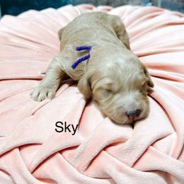 Sky - Cream female Goldendoodle puppy in Pasco, Washington from Camp Doodle Woods