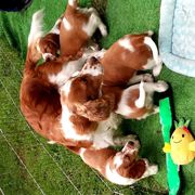 Bree - Welsh Springer Spaniel