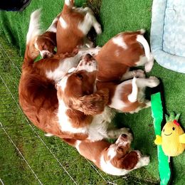 Bree - Welsh Springer Spaniel