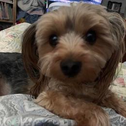 Shorkie All Grown Up from Roover's Oklahoma Shorkies