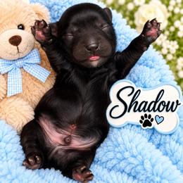 Shadow - Black male Shihpoo puppy in Cooper City, Florida from Jenny La Bone